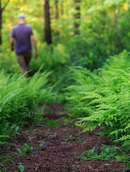 Vermont Hiking and Walking Trails - Near Okemo and Killington